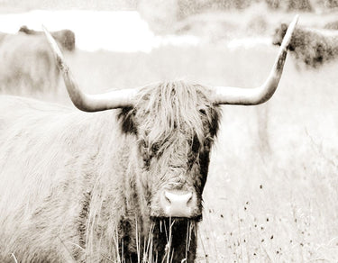 Sepia bull animal portrait canvas art print by SD Graphics Studio, featuring detailed sepia-toned artwork of a bull.