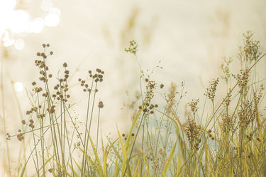 Feeling at Home Country Afternoon Walk photography canvas art print by Marie Erin, showcasing a peaceful outdoor scene.