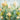 Art Print on canvas Growing Tall by Nai Danhui Floral Renaissance artwork