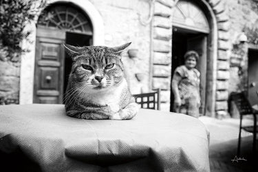 Art Print on canvas Cafe Cat by Aledanda Animals Post-Impressionism artwork