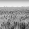 Feeling at Home wheat in summer landscape canvas art print by Larson Nathan, showcasing golden wheat fields under a summer sky.
