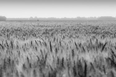 Feeling at Home wheat in summer landscape canvas art print by Larson Nathan, showcasing golden wheat fields under a summer sky.