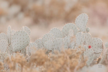 Art Print on canvas Cactus Sunset by Larson Nathan Decorative Post-Impressionism artwork