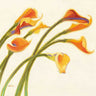 Art Print on canvas Callas in the Wind I by Novak Shirley Floral Post-Impressionism artwork