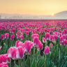 Art Print on canvas Skagit Valley Tulips I by Audit Lisa Floral Post-Impressionism artwork