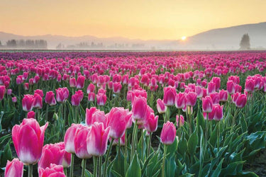 Art Print on canvas Skagit Valley Tulips I by Audit Lisa Floral Post-Impressionism artwork