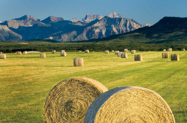 Art Print on canvas Waterton Hay Bales by Majchrowicz Alan Country French Post-Impressionism artwork