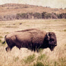 Art Print on canvas Buffalo I by Van Swearingen Debra Animals Post-Impressionism artwork