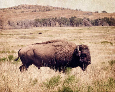 Art Print on canvas Buffalo I by Van Swearingen Debra Animals Post-Impressionism artwork