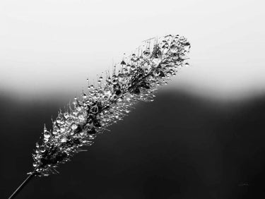 Art Print on canvas Seeds and Water II by Aledanda Floral Realism artwork