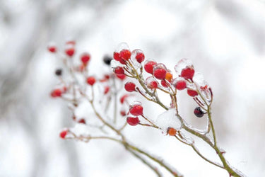 Winter Berries II nature canvas art print by Bradley Felicity featuring realistic winter berry branches on a textured canvas.