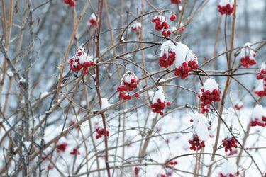 Winter berries nature canvas art print by Feeling at Home, featuring colorful berries on a winter landscape background.