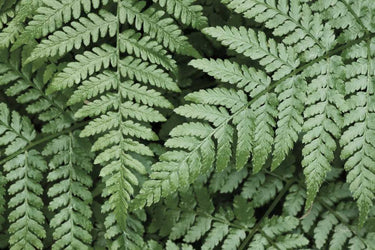 Lady Ferns II color canvas art print by Feeling at Home featuring vibrant fern illustrations on a nature-themed background.