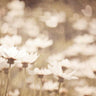 Art Print on canvas Daisies I Neutral by Urquhart Elizabeth Country French Post-Impressionism artwork