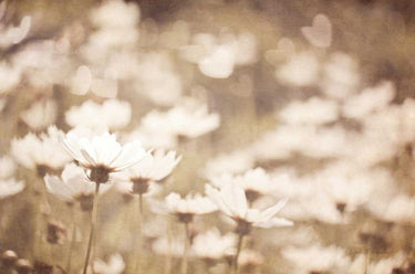 Art Print on canvas Daisies I Neutral by Urquhart Elizabeth Country French Post-Impressionism artwork