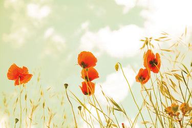 Art Print on canvas Poppies and Sky by Aledanda Floral Post-Impressionism artwork