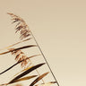 Art Print on canvas Windswept Grasses by Larson Nathan Floral Expressionism artwork