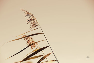 Art Print on canvas Windswept Grasses by Larson Nathan Floral Expressionism artwork