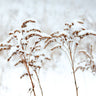 Snowy Gardens photography canvas art print by Feeling at Home featuring a serene winter landscape with snow-covered trees and gardens.