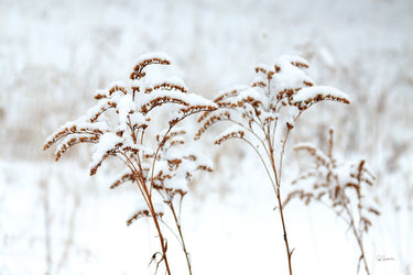 Snowy Gardens photography canvas art print by Feeling at Home featuring a serene winter landscape with snow-covered trees and gardens.