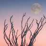 Reaching Up Moon photography canvas art print by Larson Nathan, featuring a celestial scene with a person reaching toward the moon.