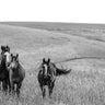 Art Print on canvas Montana Moves by Larson Nathan Animals Impressionism artwork