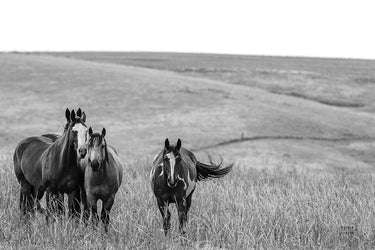 Art Print on canvas Montana Moves by Larson Nathan Animals Impressionism artwork