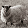 Art Print on canvas Sepia Sheep by Larson Nathan Animals Post-Impressionism artwork