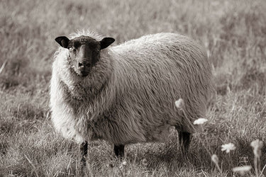 Art Print on canvas Sepia Sheep by Larson Nathan Animals Post-Impressionism artwork