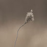 Art Print on canvas Upcoming Release by Larson Nathan Floral Romanticism artwork
