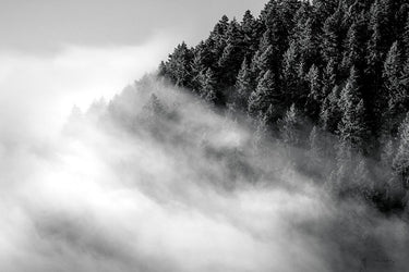 Black and white forest and fog nature canvas art print by Majchrowicz Alan, featuring moody woodland scenery for home decor.