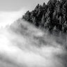 Black and white forest and fog nature canvas art print by Marshall Laura, featuring moody forest scene on textured canvas.