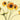 Art Print on canvas Sunny Flowers IV by Novak Shirley Floral Impressionism artwork