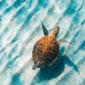 Art Print on canvas Sandbar Sea Turtle II by Max Blakesberg Studios Animals Post-Impressionism artwork