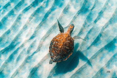 Art Print on canvas Sandbar Sea Turtle II by Max Blakesberg Studios Animals Post-Impressionism artwork
