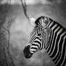 Art Print on canvas Black and White Zebra by Vardy Sharon Animals other artwork