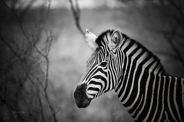 Art Print on canvas Black and White Zebra by Vardy Sharon Animals other artwork