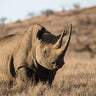 Art Print on canvas Kenyan Rhino by Max Blakesberg Studios Animals Abstract Expressionism artwork