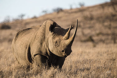 Art Print on canvas Kenyan Rhino by Max Blakesberg Studios Animals Abstract Expressionism artwork