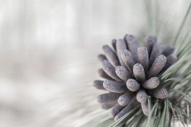 Feeling at Home Pine Cone Begins Nature canvas art print by Larson Nathan, featuring a detailed pine cone illustration on textured canvas.