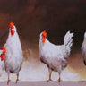 Chicken animal canvas art print by Haenraets Willem, featuring a detailed, colorful depiction of a chicken on textured canvas.