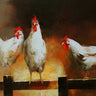 Colorful canvas art print of chicken and animals by Haenraets Willem, part of Feeling at Home collection, showcasing vibrant animal illustrations.