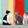 Cats in the Sun animals canvas art print by Feeling at Home featuring colorful cats relaxing in a sunny outdoor scene.