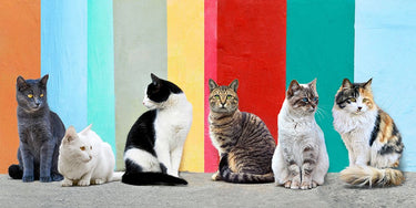 Cats in the Sun animals canvas art print by Feeling at Home featuring colorful cats relaxing in a sunny outdoor scene.