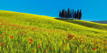 European canvas art print by Krahmer Frank featuring a scenic cypress and cornfield in Tuscany, Italy, with vibrant natural colors.