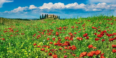 European canvas art print of a Tuscan farmhouse with cypresses and poppies by Krahmer Frank, suitable for home decor.