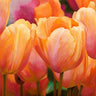 Feeling at home Summer Tulips floral canvas art print by Villa Luca showcasing vibrant tulip illustrations on textured canvas.