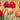 Feeling at Home golden tulips floral canvas art print by Villa Luca, featuring vibrant tulip bouquet on textured canvas background.