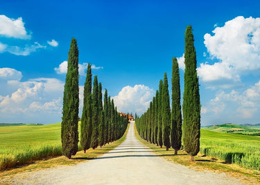 Tuscany landscape canvas art print featuring Cypress alley in San Quirico d'Orcia by Feeling at Home, showcasing scenic rural scenery.