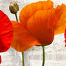 Summer Poppies country French canvas art print by Thomlinson Jenny, featuring vibrant poppies on a scenic countryside background.